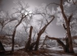 Lake Canyon -- Infrared image of a few cottonwood trees which are very numerous throughout the canyon, Laurel Casjens Photo